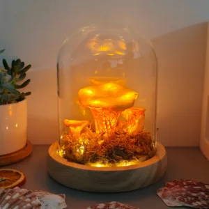Yellow Orange Chanterelle Dome Night Light